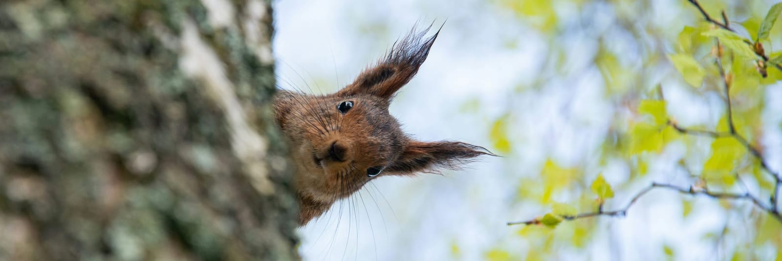 If you’ve made it this far, well done, curious squirrel!